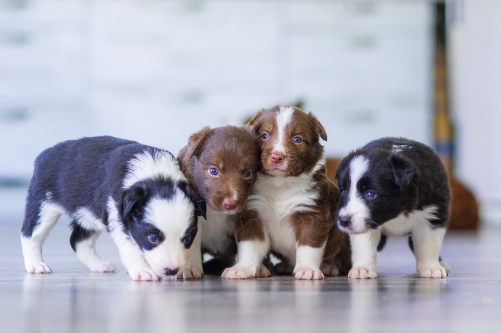 Comment reconnaître un bon éleveur canin Des chiens au poil