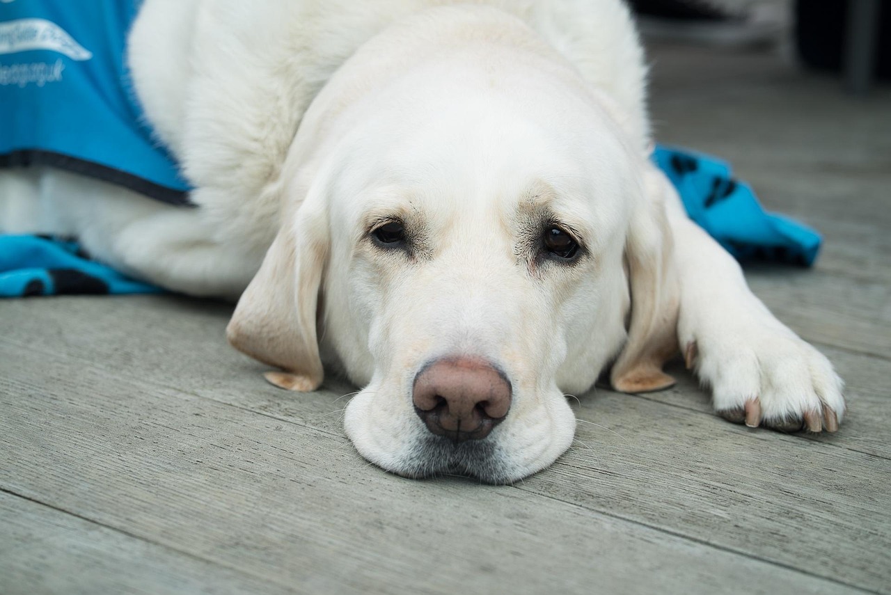 chien malade chocolat